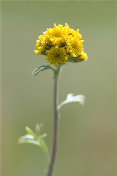 Artemisia glacialis L.