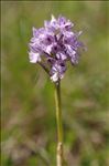 Neotinea tridentata (Scop.) R.M.Bateman, Pridgeon & M.W.Chase