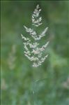 Calamagrostis epigejos (L.) Roth subsp. epigejos