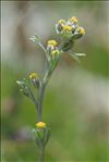 Artemisia umbelliformis Lam.