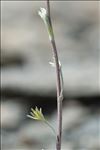 Artemisia umbelliformis Lam. subsp. umbelliformis
