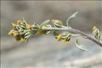 Artemisia umbelliformis Lam. subsp. umbelliformis
