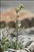 Artemisia umbelliformis Lam.