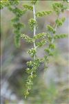 Asparagus acutifolius L.