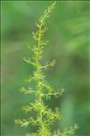 Asparagus acutifolius L.