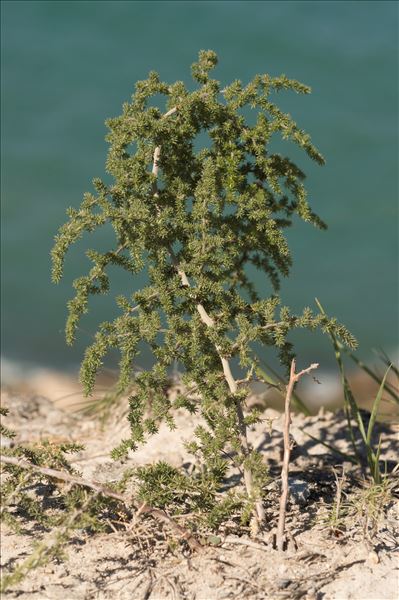 Asparagus acutifolius L.