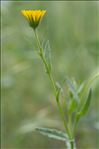 Calendula arvensis L. subsp. arvensis