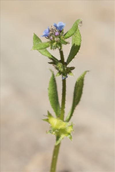 Asperugo procumbens L.