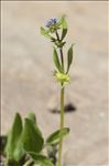 Asperugo procumbens L.