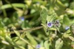 Asperugo procumbens L.