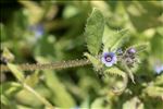 Asperugo procumbens L.