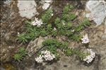 Asperula hirta Ramond