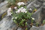 Asperula hirta Ramond