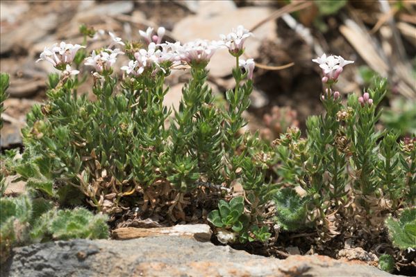 Asperula hirta Ramond