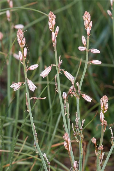 Asphodelus fistulosus L.