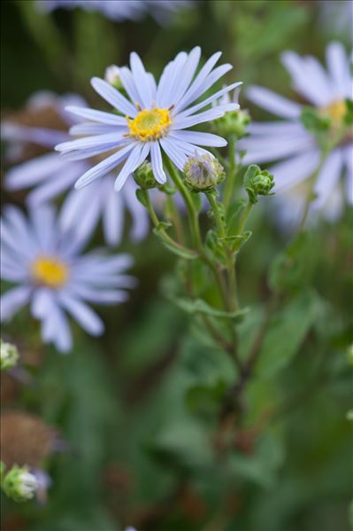 Aster amellus L.