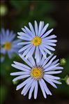 Aster amellus L.