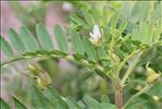 Astragalus boeticus L.