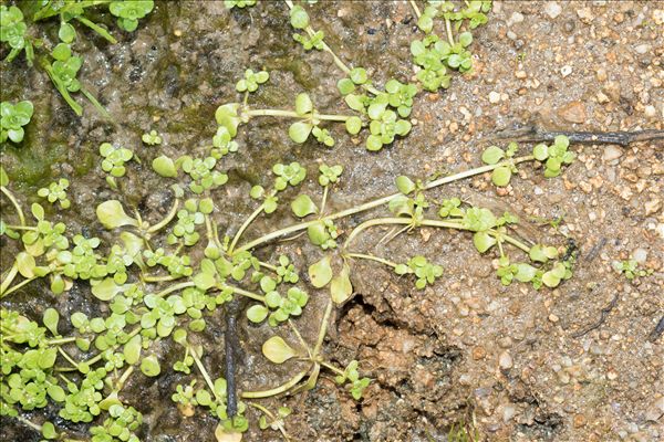Callitriche stagnalis Scop.