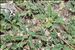 Astragalus greuteri Bacch. & Brullo