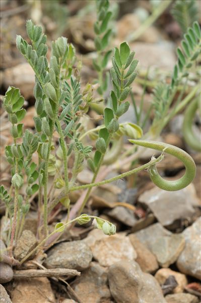 Astragalus hamosus L.