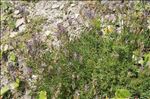 Astragalus leontinus Wulfen