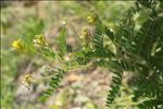 Astragalus penduliflorus Lam.