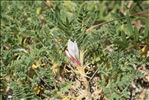 Astragalus sempervirens Lam.