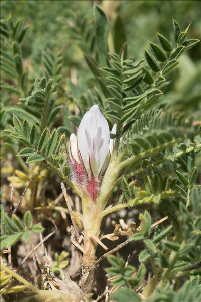 Astragalus sempervirens Lam. subsp. sempervirens