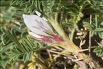 Astragalus sempervirens Lam.