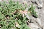 Astragalus sempervirens Lam.