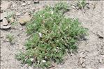 Astragalus sempervirens Lam.