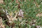 Astragalus sempervirens Lam. subsp. sempervirens
