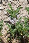 Astragalus sempervirens Lam.