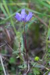 Campanula cervicaria L.