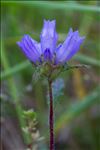 Campanula cervicaria L.