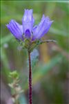 Campanula cervicaria L.