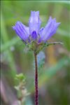 Campanula cervicaria L.