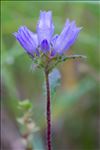 Campanula cervicaria L.