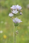 Campanula cervicaria L.