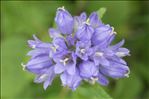 Campanula cervicaria L.