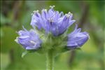 Campanula cervicaria L.