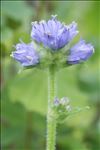 Campanula cervicaria L.