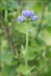 Campanula cervicaria L.