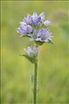 Campanula cervicaria L.