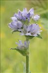 Campanula cervicaria L.