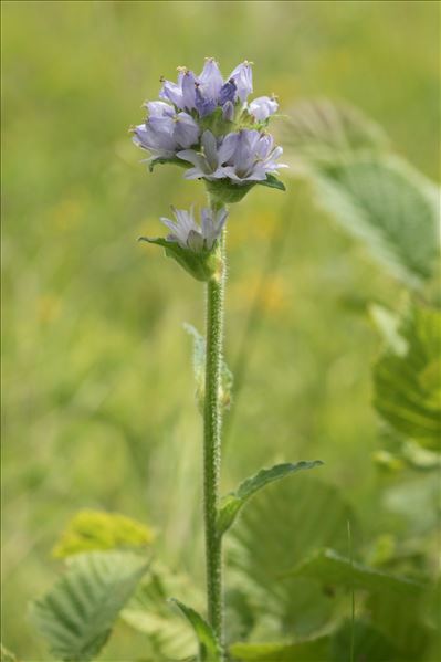 Campanula cervicaria L.