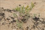 Atriplex laciniata L.