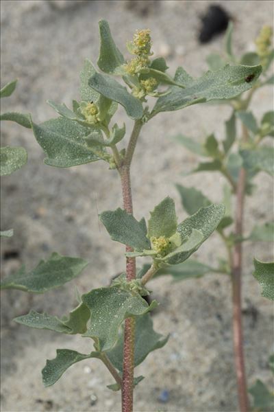 Atriplex laciniata L.