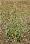 Atriplex littoralis L.